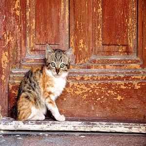 cat doors in melbourne